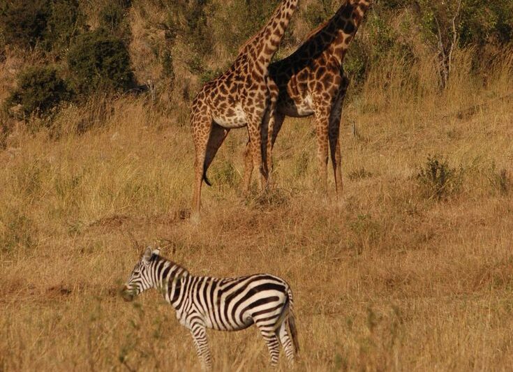 2-Day Join-In Group Safari to Tarangire and Ngorongoro.