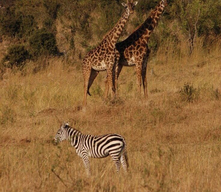2-Day Join-In Group Safari to Tarangire and Ngorongoro.