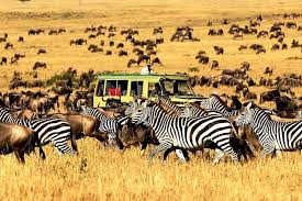 5-Day Camping Safari To Tarangire, Serengeti and Ngorongoro.