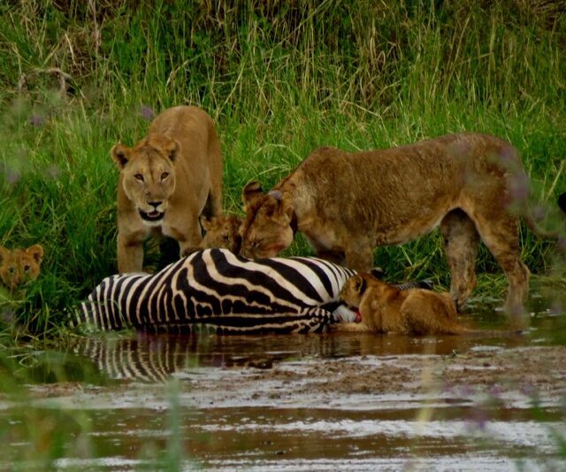 5-Day Group Safari to Tarangire, Serengeti and Ngorongoro.