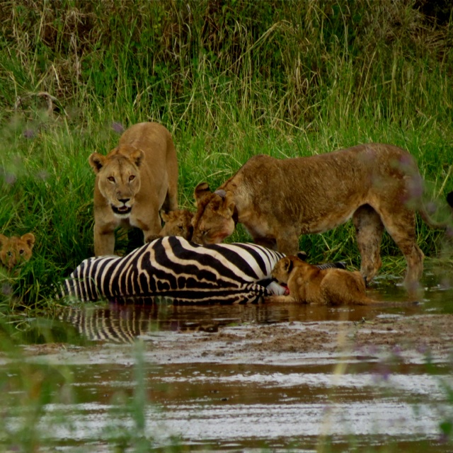 5-Day Group Safari to Tarangire, Serengeti and Ngorongoro.