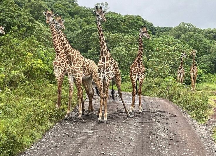 A Day Trip To Arusha National Park.