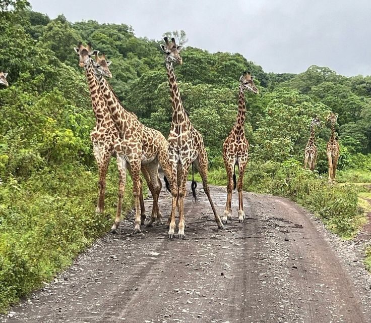 A Day Trip To Arusha National Park.