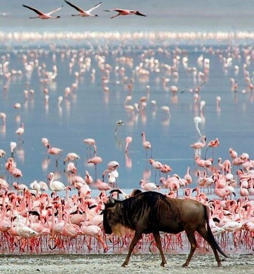 A  Day Trip To Lake Manyara National Park.