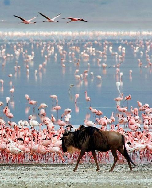 A  Day Trip To Lake Manyara National Park.