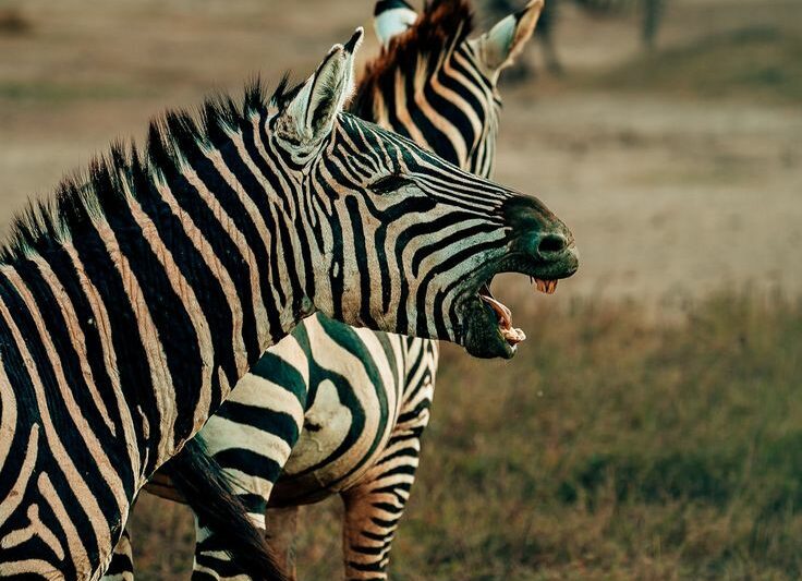 4- Day Tanzania Lodge Safari to Tarangire, Serengeti and Ngorongoro.