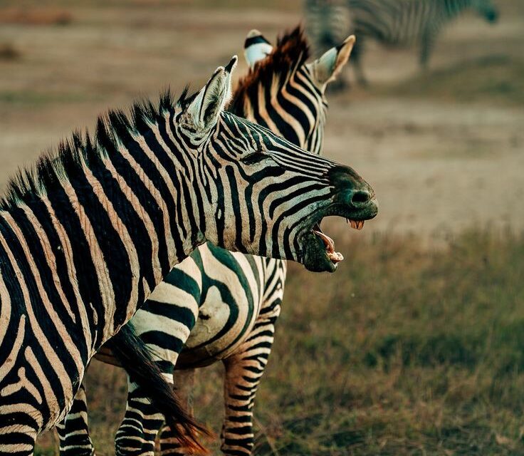 4- Day Tanzania Lodge Safari to Tarangire, Serengeti and Ngorongoro.