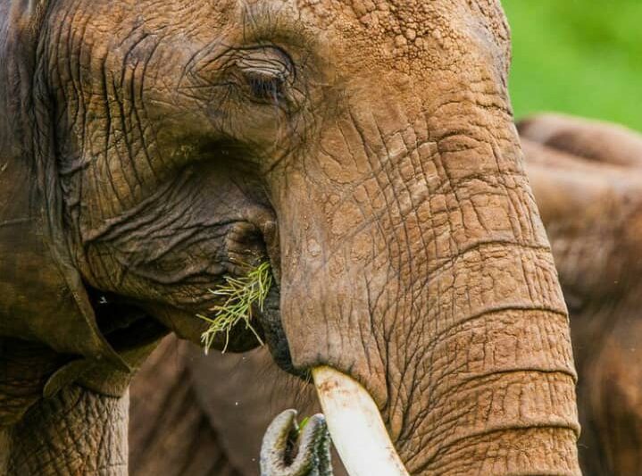 6- Day Camping Safari to Tarangire, Serengeti, Ngorongoro and Lake Manyara.