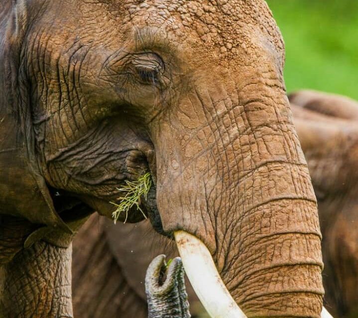 6- Day Camping Safari to Tarangire, Serengeti, Ngorongoro and Lake Manyara.