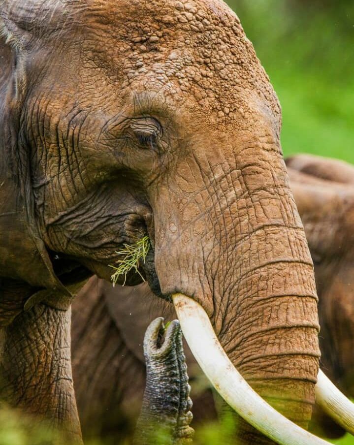 6- Day Camping Safari to Tarangire, Serengeti, Ngorongoro and Lake Manyara.