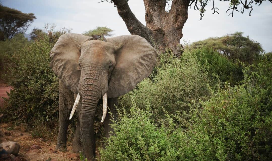2 Day camping safari To Tarangire National Park And Ngorongoro  Crater.