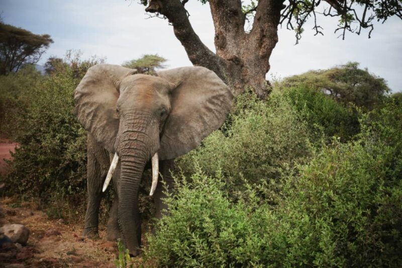 2 Day camping safari To Tarangire National Park And Ngorongoro  Crater.
