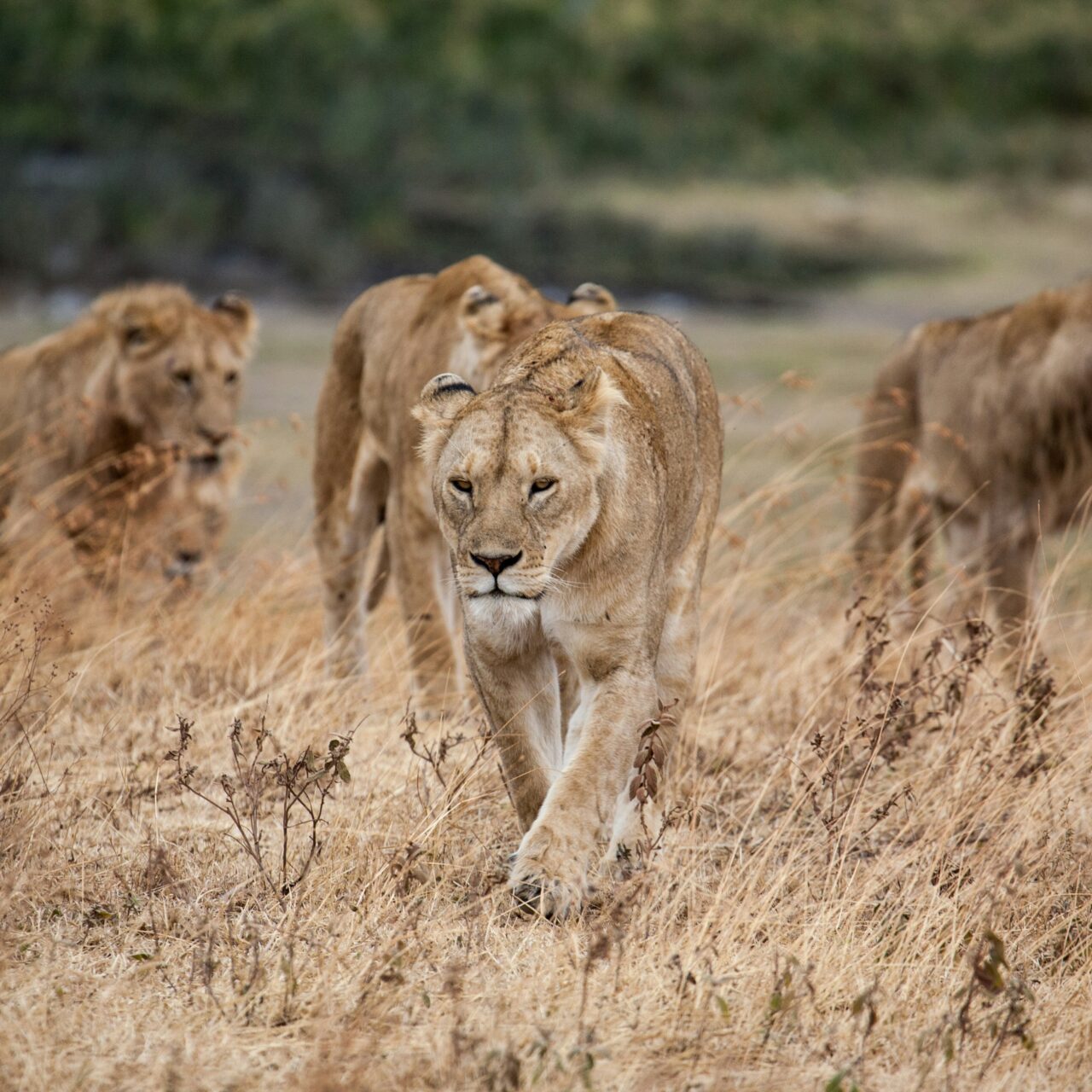 6- Day Safari From Zanzibar to Tarangire, Serengeti, Ngorongoro and Lake Manyara.