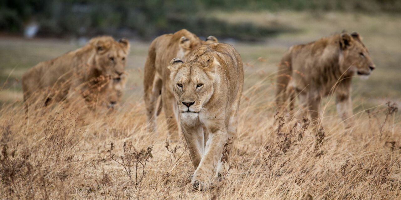 Day  Trip  Safari  To Tarangire National Park  In Tanzania.