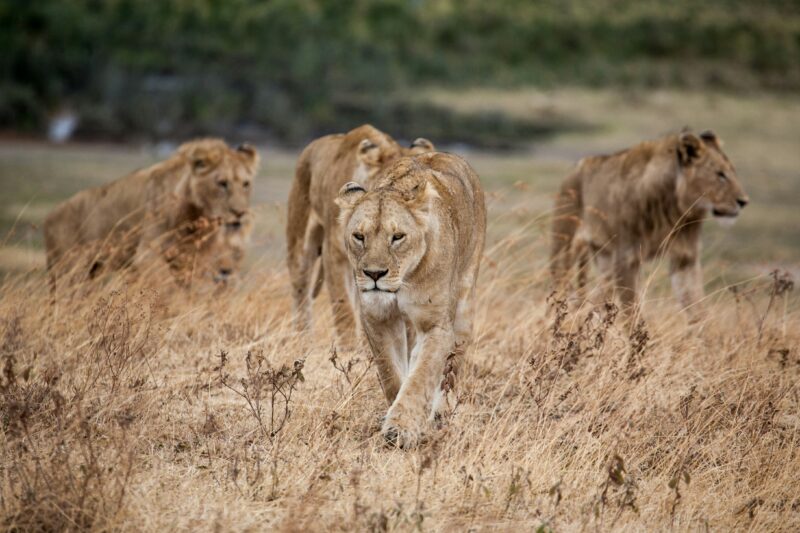 Day  Trip  Safari  To Tarangire National Park  In Tanzania.