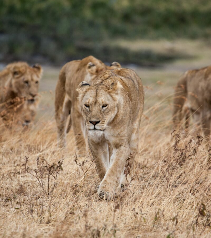 6- Day Safari From Zanzibar to Tarangire, Serengeti, Ngorongoro and Lake Manyara.
