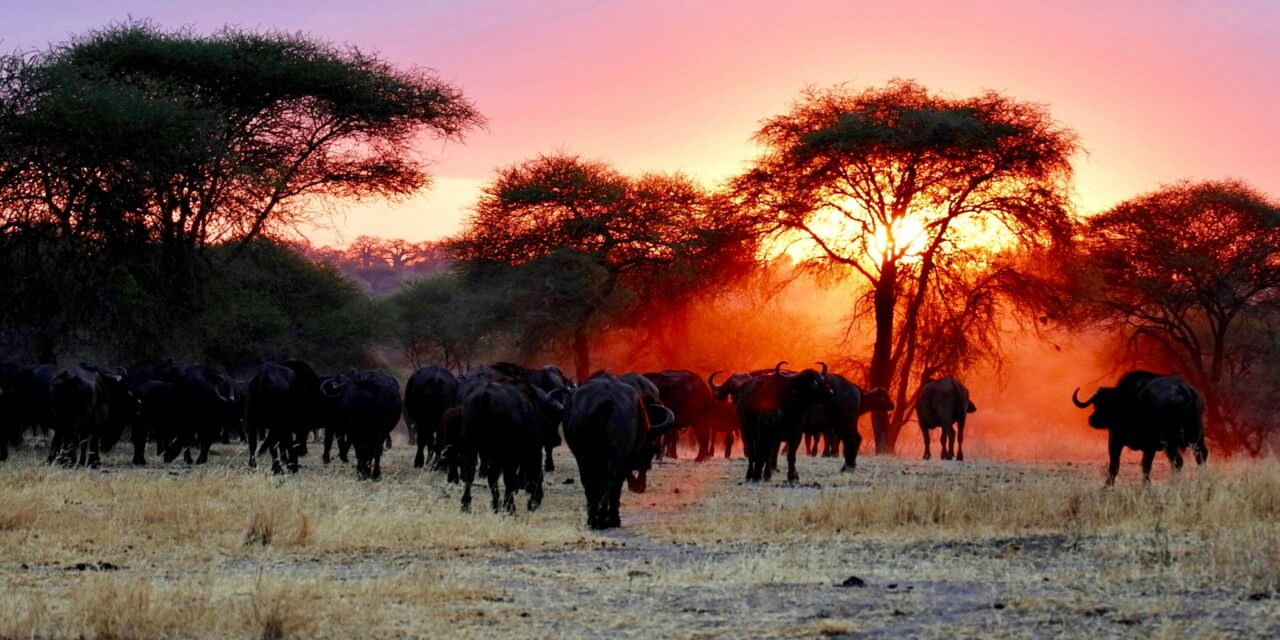 5- Day Safari From Zanzibar to Tarangire, Serengeti and Ngorongoro.