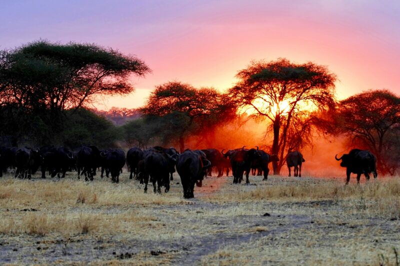 5- Day Safari From Zanzibar to Tarangire, Serengeti and Ngorongoro.