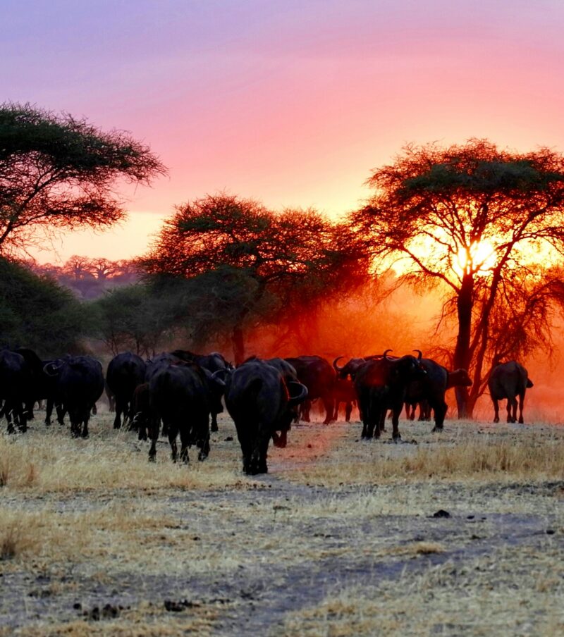 5- Day Safari From Zanzibar to Tarangire, Serengeti and Ngorongoro.