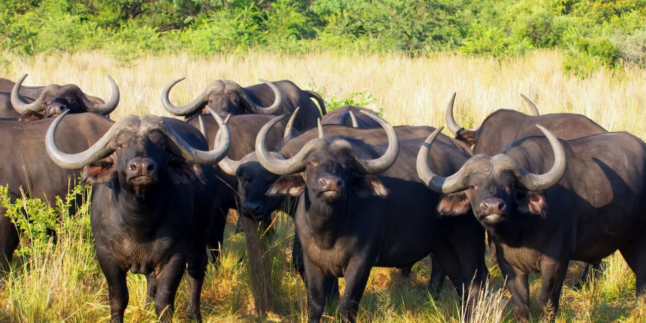 4-Day Camping Safari to Tarangire, Serengeti and Ngorongoro.