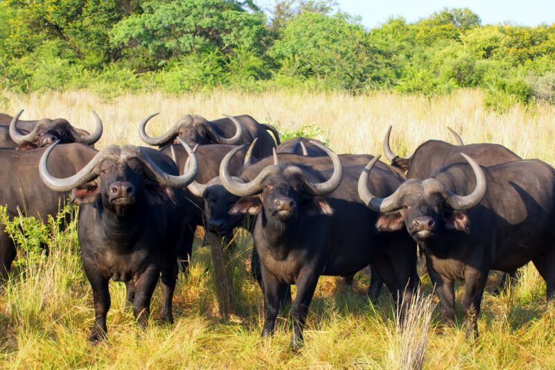 4-Day Camping Safari to Tarangire, Serengeti and Ngorongoro.