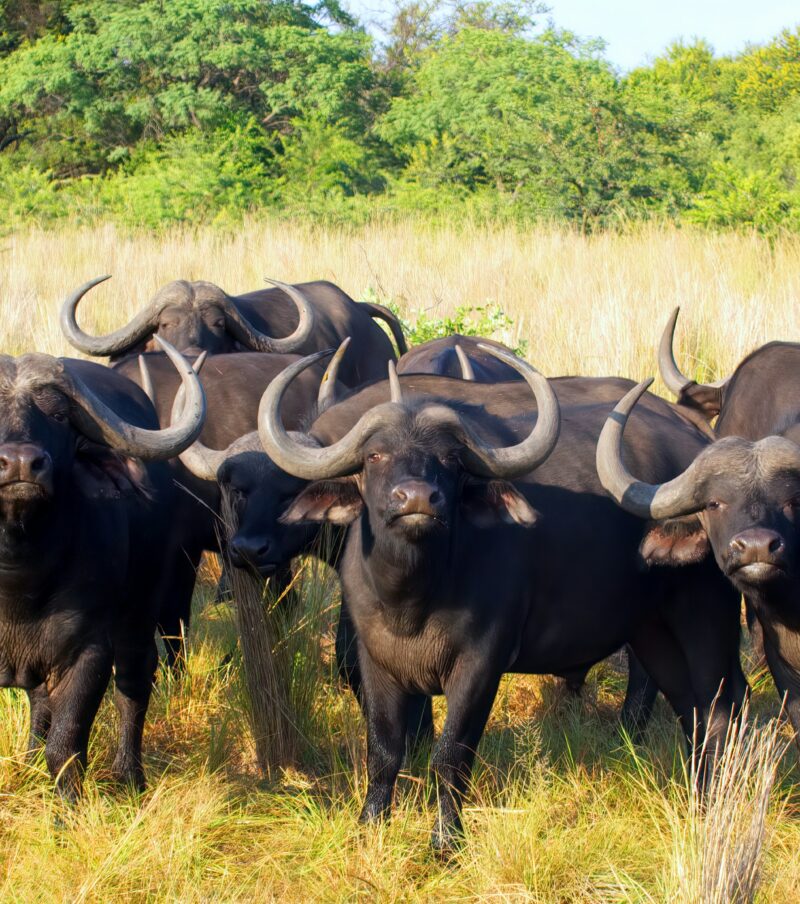 4-Day Camping Safari to Tarangire, Serengeti and Ngorongoro.
