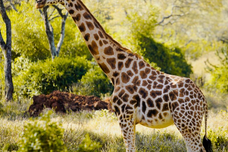 2 Days Lodge Safari In Tanzania to Tarangire National Park and Ngorongoro Crater.