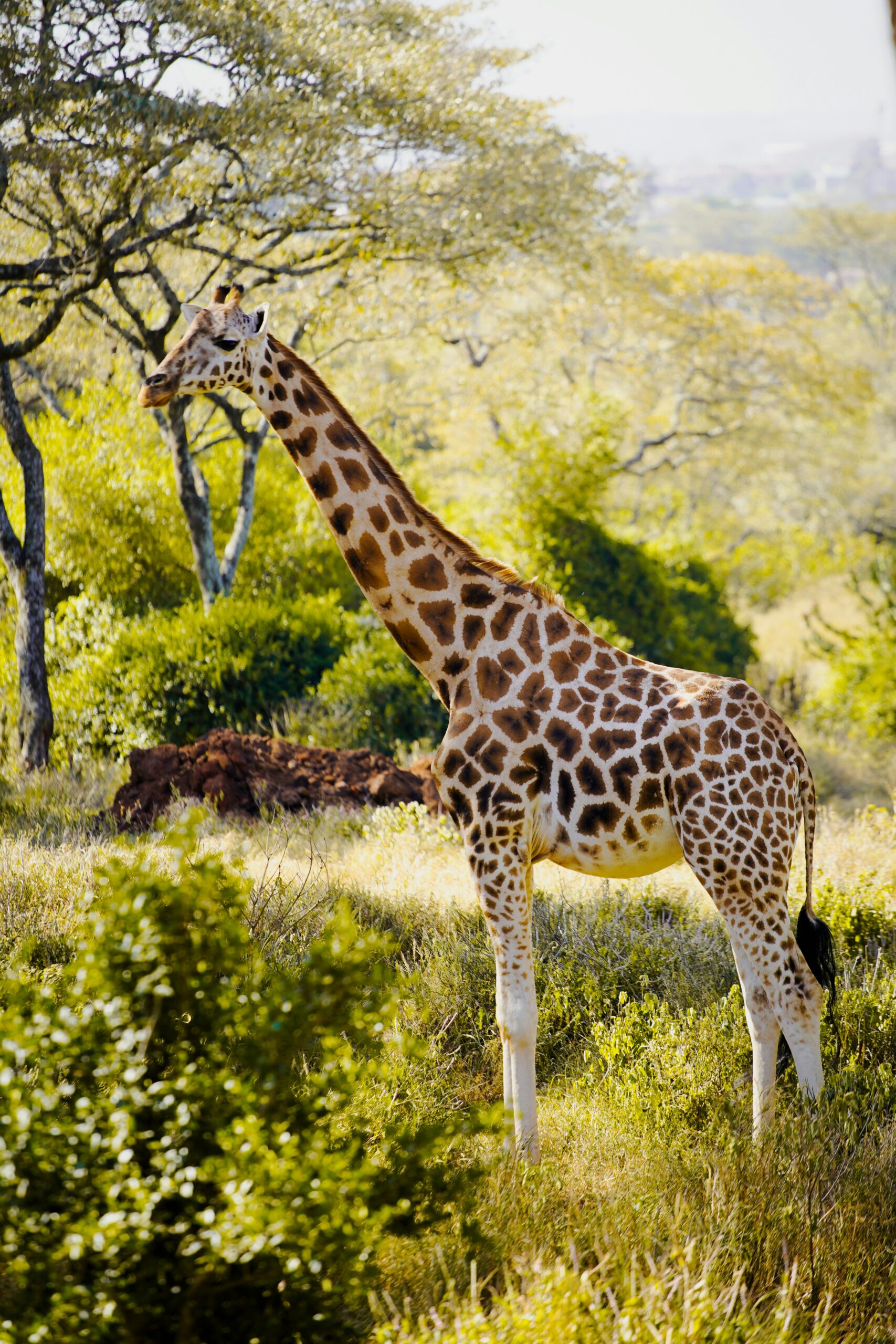 2 Days Lodge Safari In Tanzania to Tarangire National Park and Ngorongoro Crater.