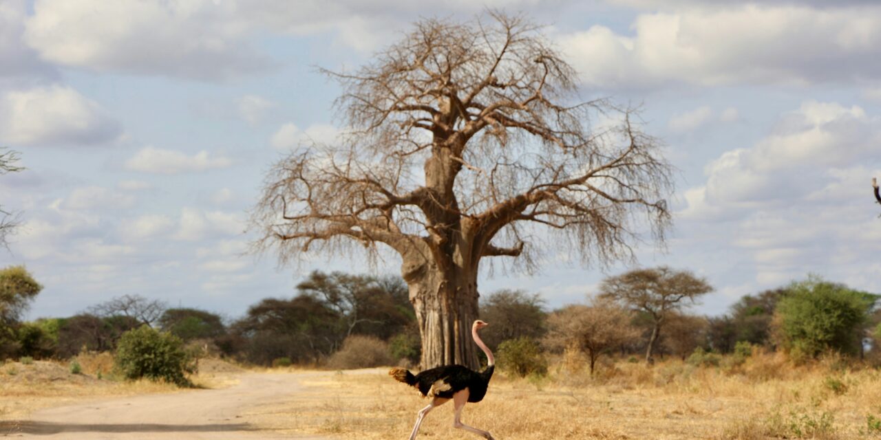 6- Day Mid-ranged Tanzania Safari to Tarangire, Serengeti, Ngorongoro and Lake Manyara.