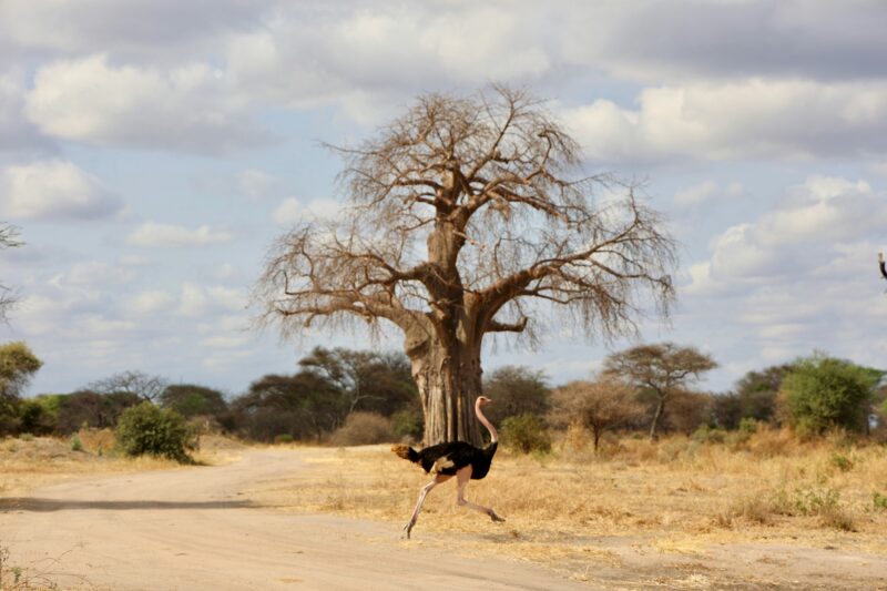 3 Days Camping Safari To Tarangire National Park , Ngorongoro Crater And Lake Manyara.
