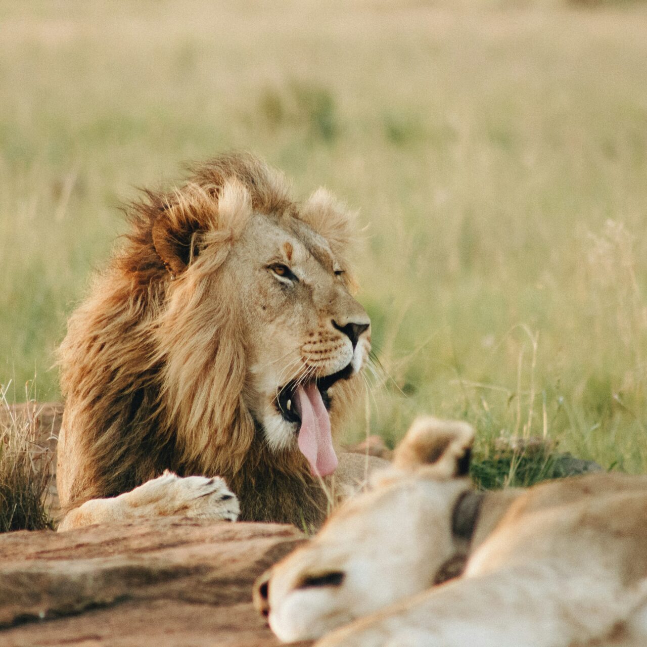 3- Day Safari from Zanzibar to Tarangire, Ngorongoro and Lake Manyara.