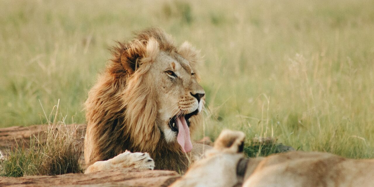 3-Day Join-In Group Safari to Tarangire, Ngorongoro and Lake Manyara.