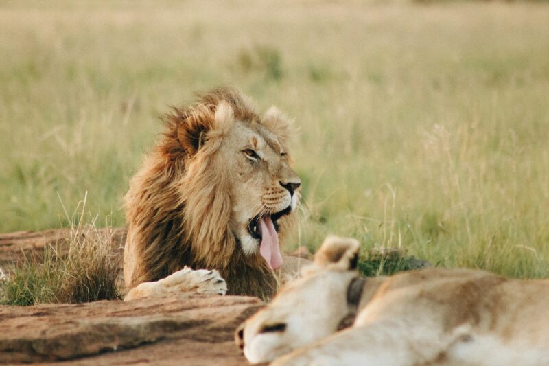 3- Day Safari from Zanzibar to Tarangire, Ngorongoro and Lake Manyara.