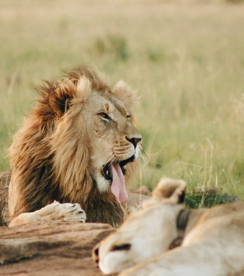 3- Day Safari from Zanzibar to Tarangire, Ngorongoro and Lake Manyara.
